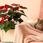 Are Poinsettias Poisonous to Cats and Dogs? A Guide to Toxic Holiday Plants