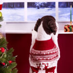 8 Holiday Party Tips to Keep Your Pet Calm