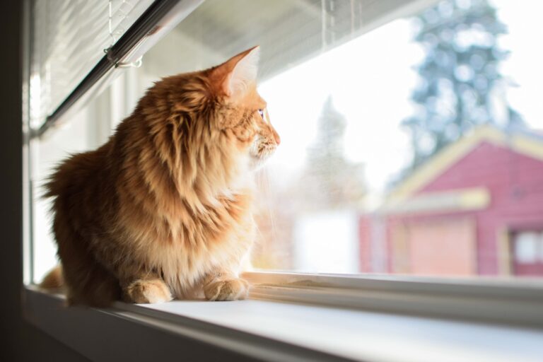 fluffy orange lonely cat looking out of a window