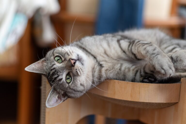PetMD vets rate and review the best products for cats.