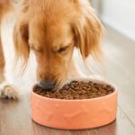 How Much Food Should I Feed My Dog?
