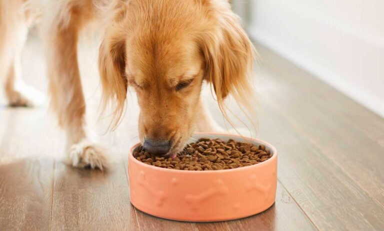how much food to feed my dog: dog eating food from Frisco dog bowl