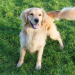 Why Do Dogs Wag Their Tail?