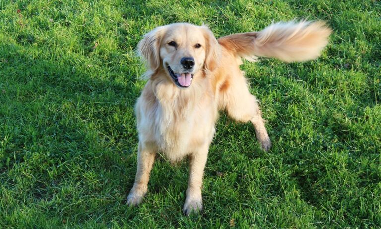 why do dogs wag their tails: dog wagging tail outside
