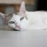 Cat Vomiting: Why Is My Cat Throwing Up?