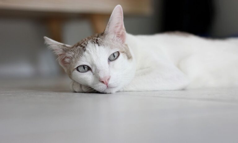 cat throwing up - sad cat lying on floor