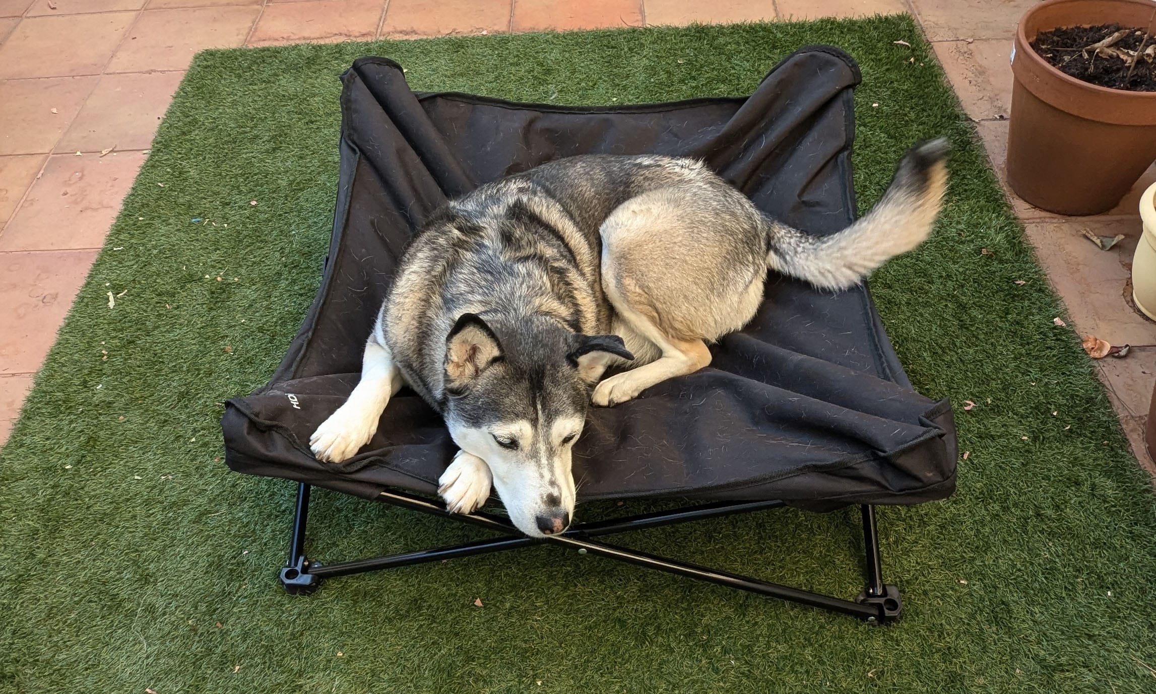 Husky mix Lovely tests the HDP Padded Napper Elevated Dog Bed, which was voted best outdoor dog bed