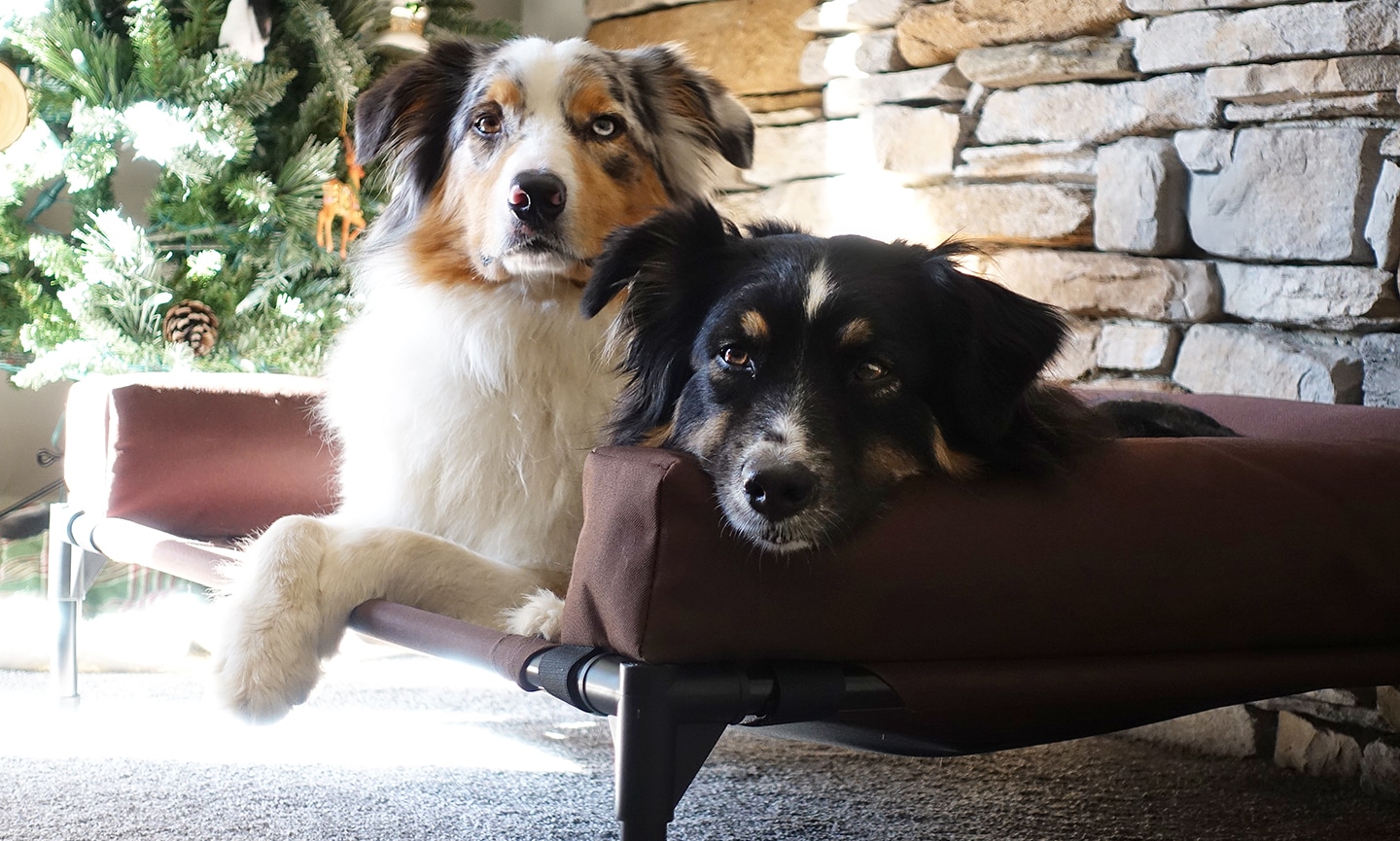 Dog testers snuggle up on the best elevated dog bed