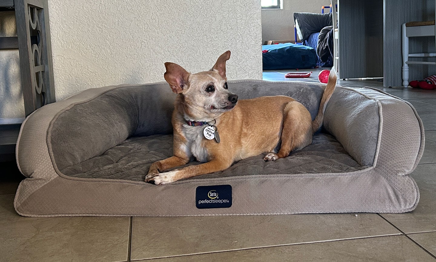 Senior dog Zeno sits on the best dog bed for older dogs