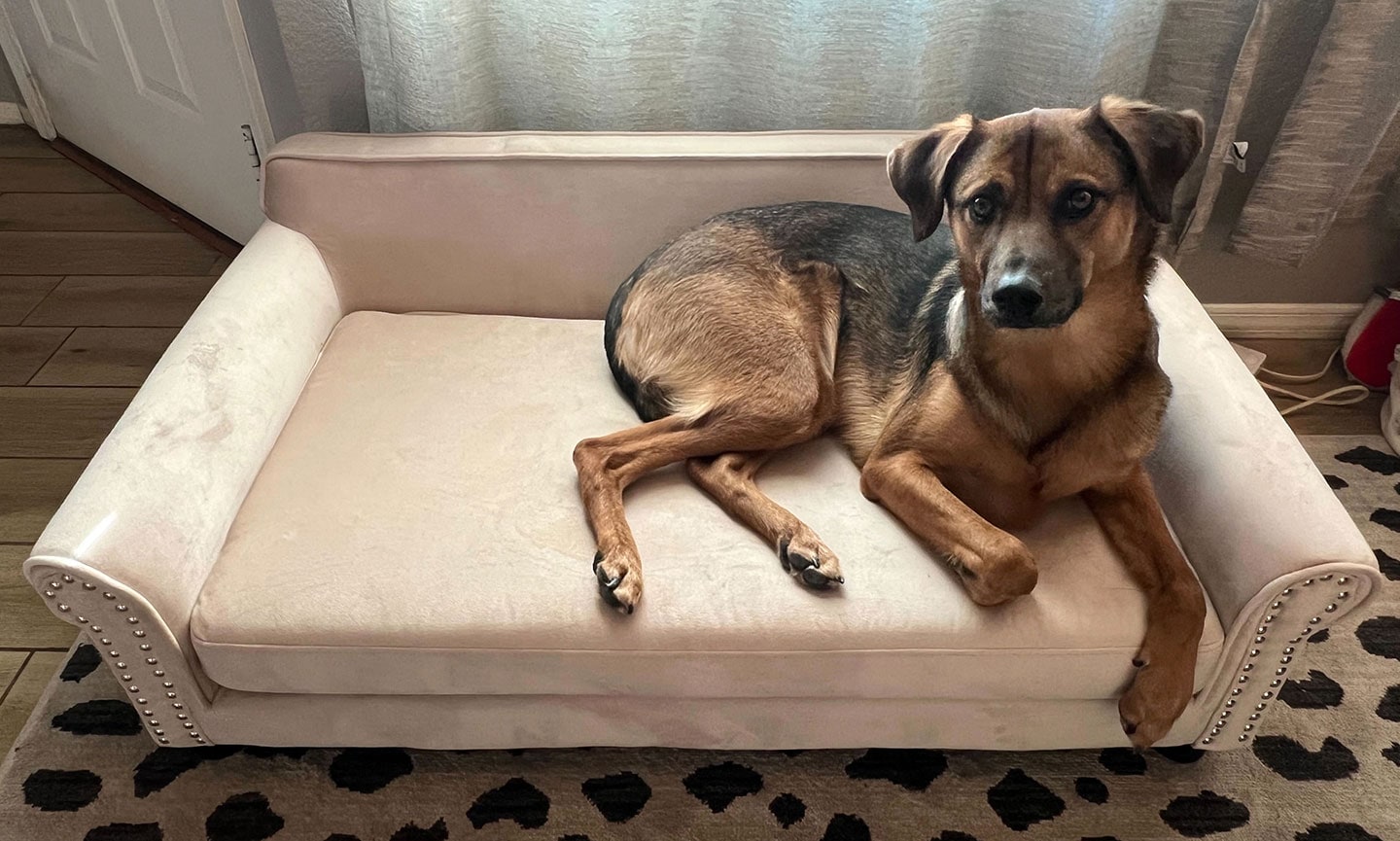 Dog tester Odesza lounges on the best sofa dog bed