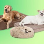 10 Best Dog Beds of 2025, Tested and Reviewed