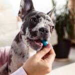 Dog Dental Care Tips: 7 Ways To Keep Your Dog’s Teeth Clean and Healthy