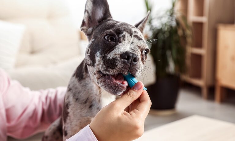 dog dental care: pet parent brushing a dog's teeth