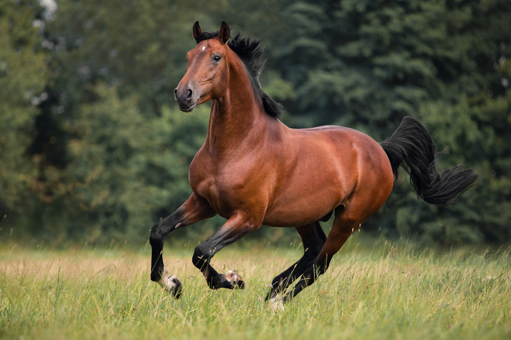 Brown Horse run on green field