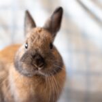 How Much Do Rabbits Cost?