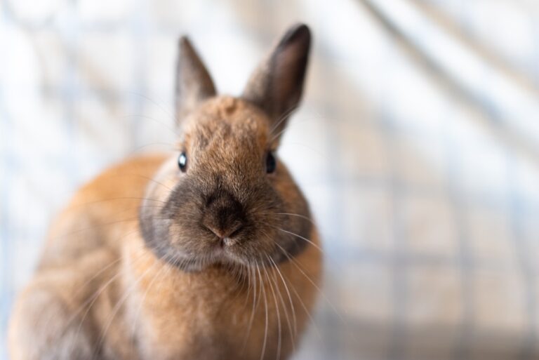 Photo of a brown rabbit. Prospective pet parents should understand how much rabbits cost before bringing one home.