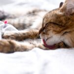 What Is Ringworm in Cats? What Are the Signs?