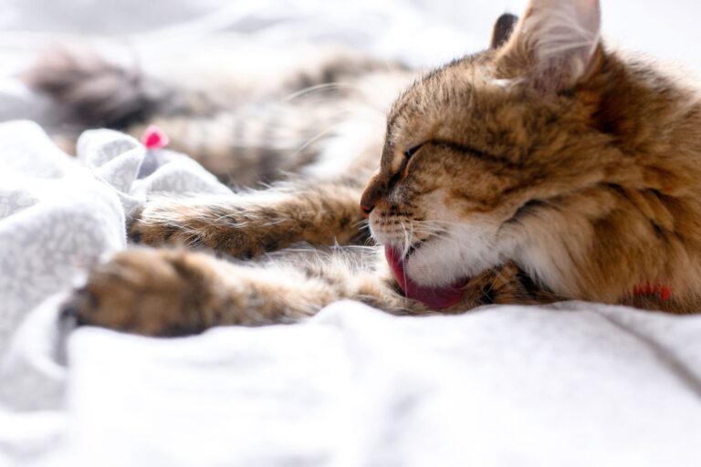 cat excessively grooming themself