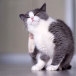 What Are Ear Mites in Cats? What Do They Look Like?
