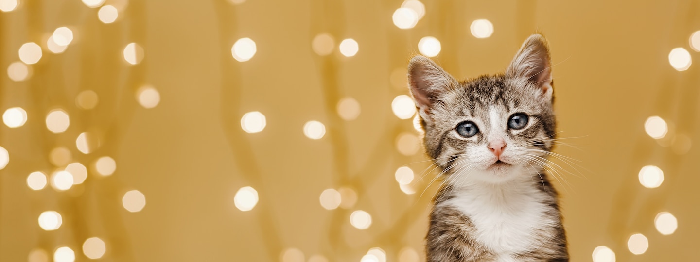 Want to chat with a vet?