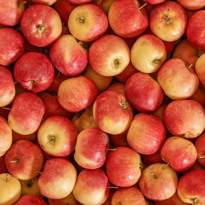 Best fruits for dogs