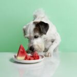 10 Best Fruits and Vegetables for Dogs