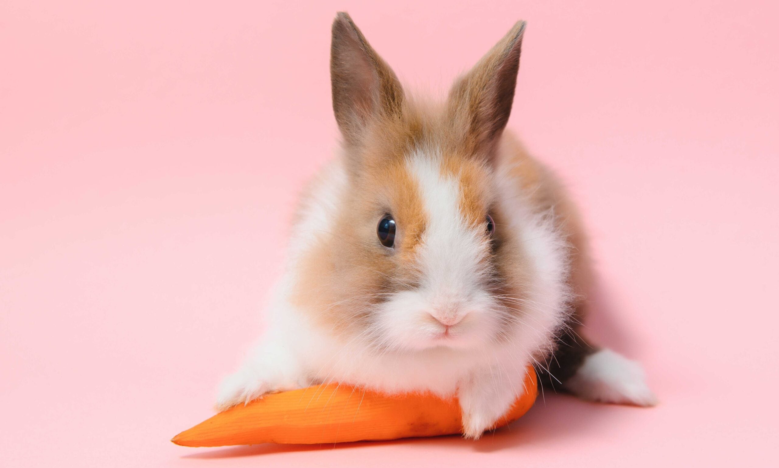 fruits and vegetables for rabbits: rabbit with carrot
