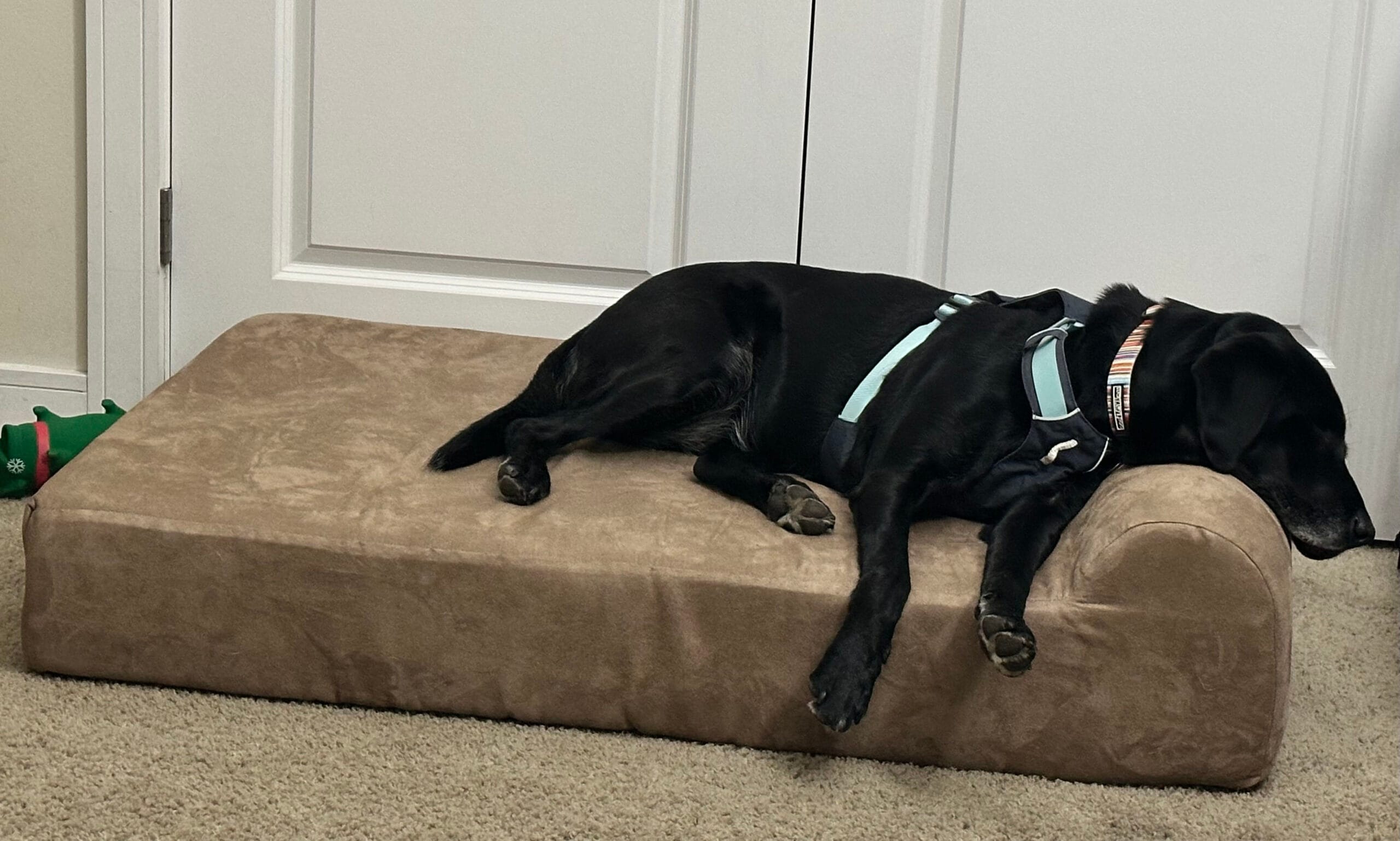 Dog tester Jackson sprawls out on the Big Barker dog bed, voted best dog bed for large dogs