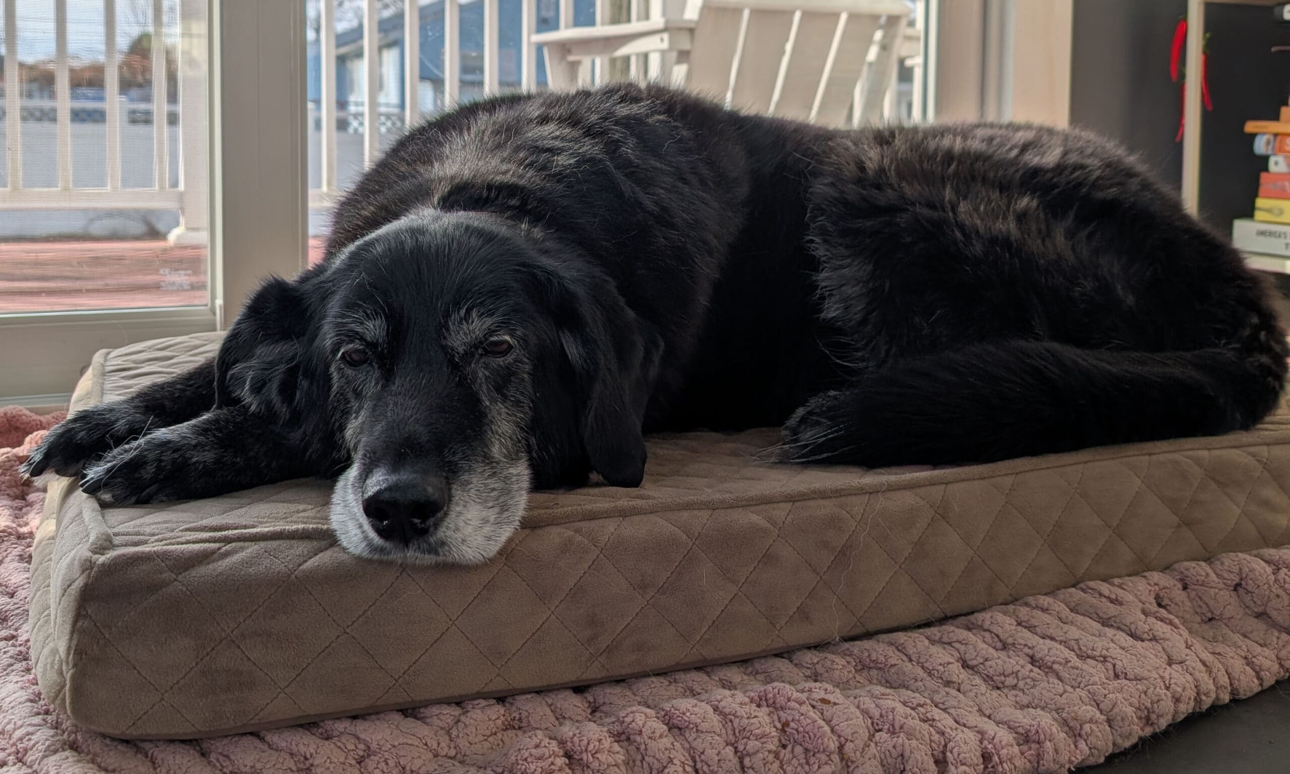 Senior dog tester Ezra lies on the best orthopedic dog bed