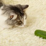 Why Are Cats <em>Scared</em> of Cucumbers?  