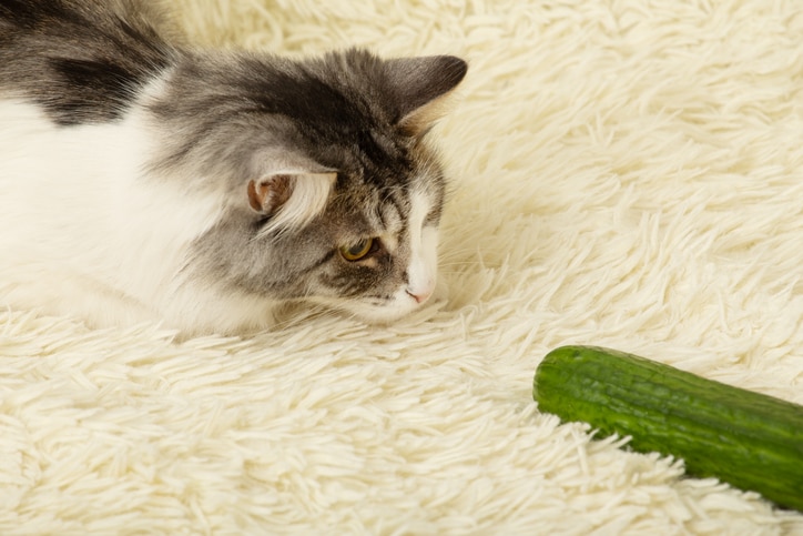 Why Are Cats Scared of Cucumbers