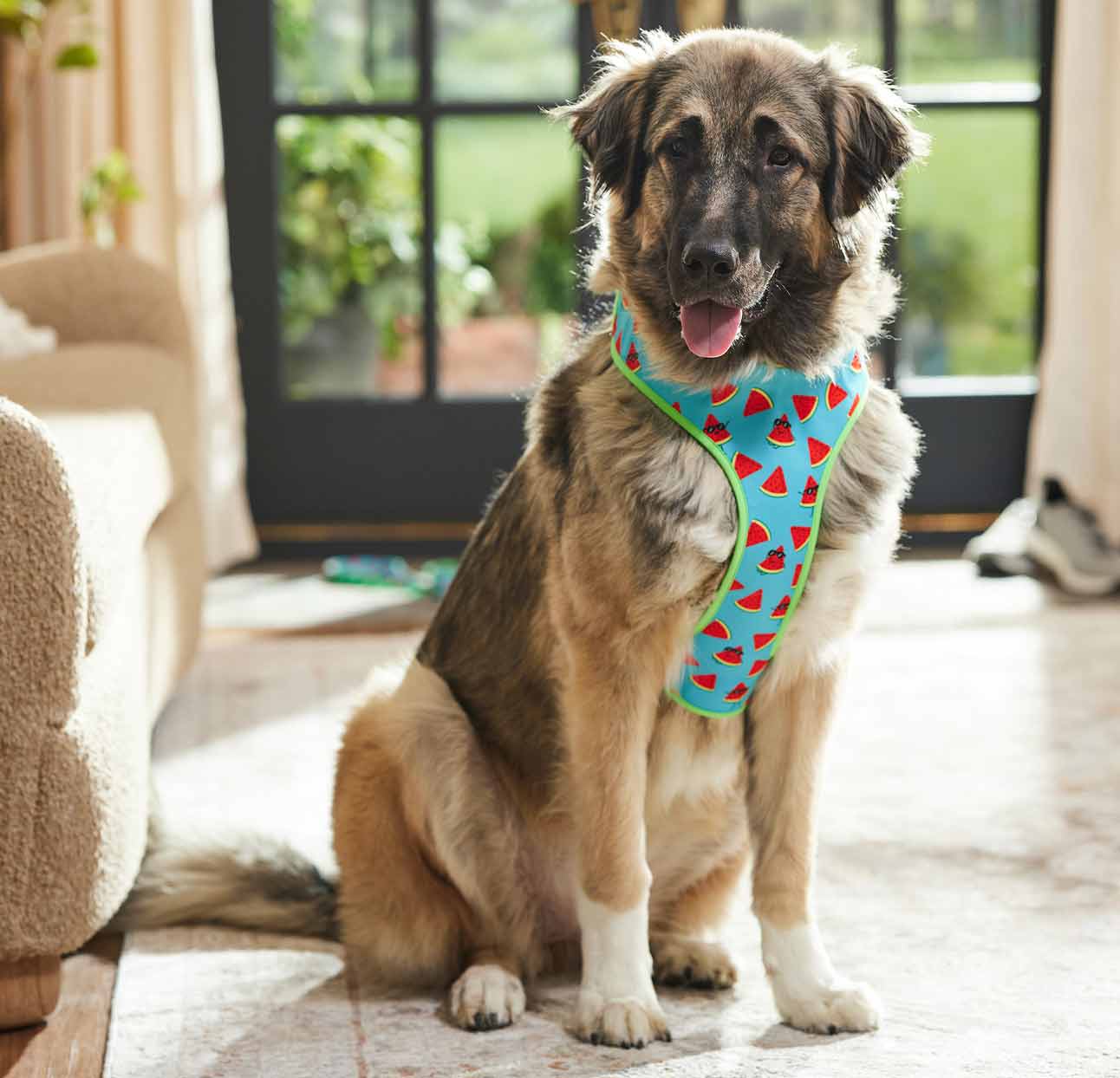 a dog wearing a watermelon-print dog harness