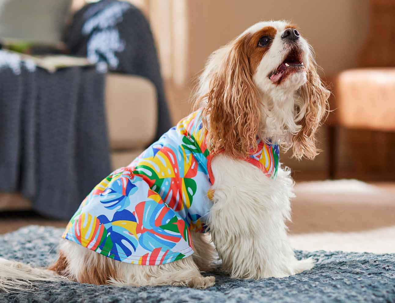 A dog in a dress preparing for a dog pool party
