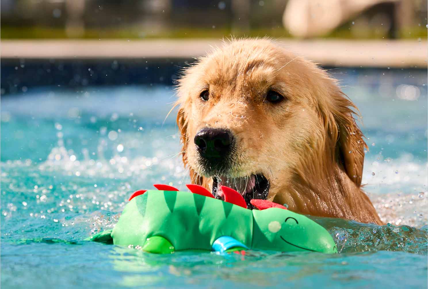 a dog playing with an iguana toy at a dog pool party