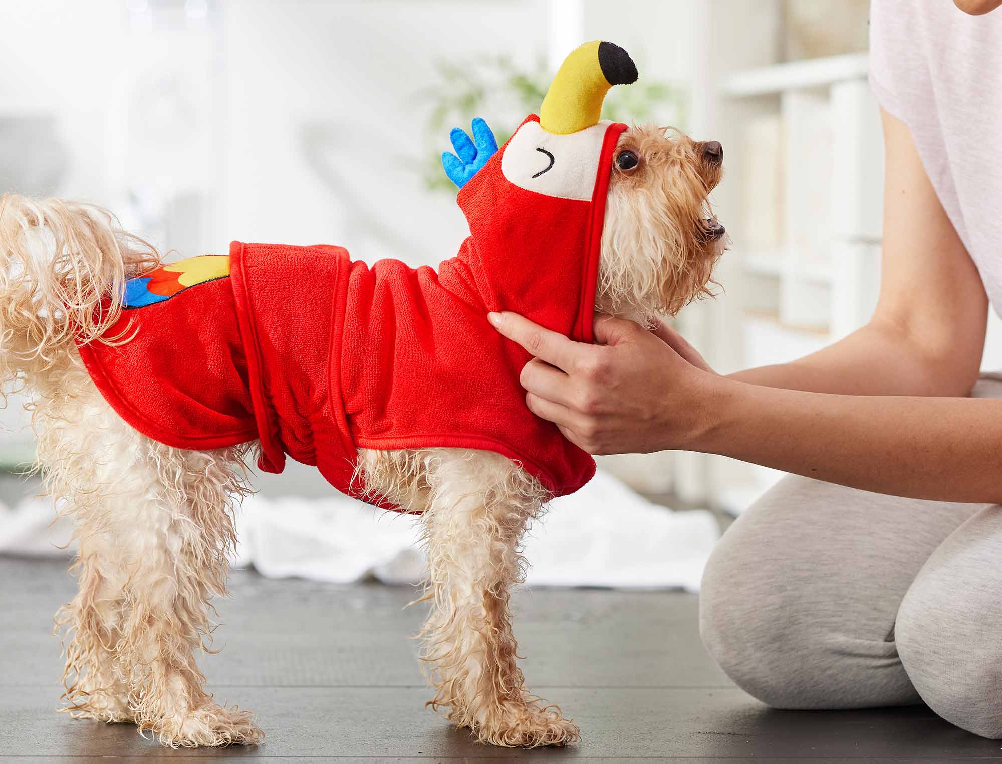 A wet dog wearing a macaw bathrobe after a dog pool party