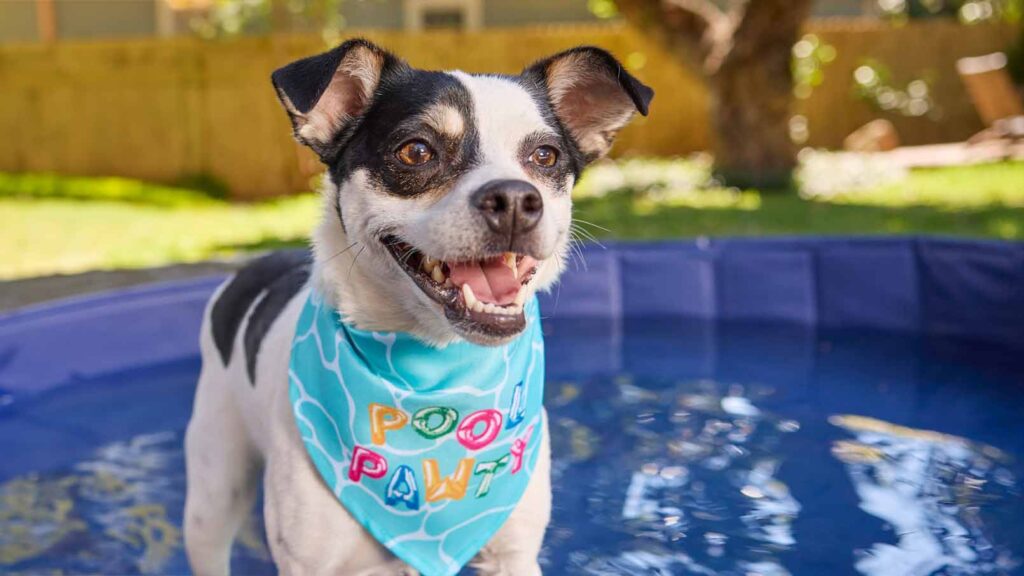 A dog at a dog pool party wearing a "pool pawty" bandana
