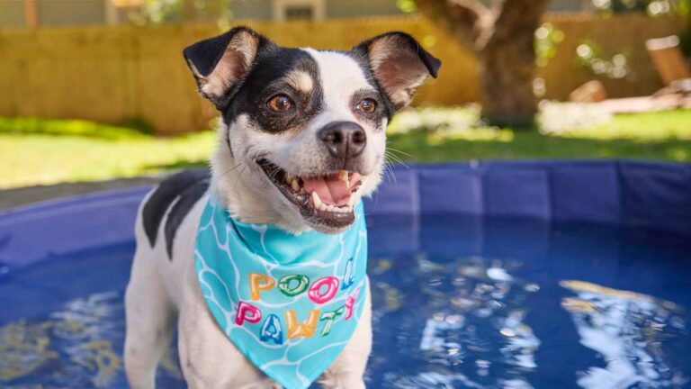 A dog at a dog pool party wearing a "pool pawty" bandana