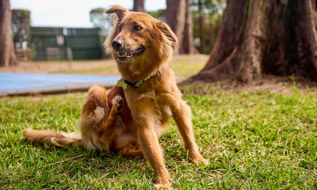 seasonal allergies in dogs: dog scratching while sitting in park