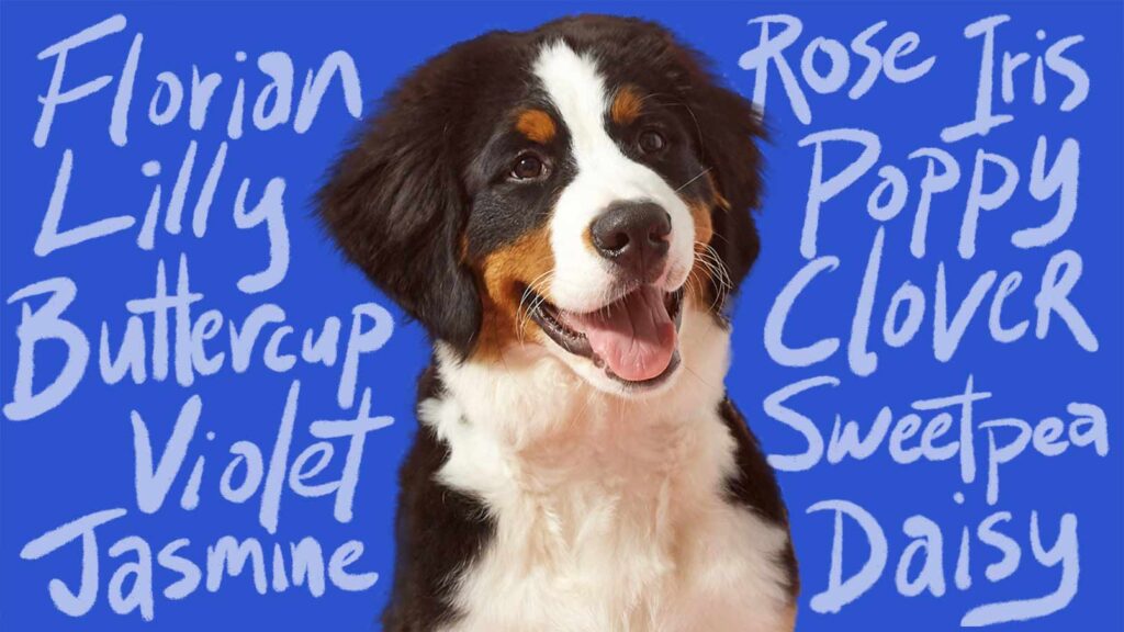 Photo portrait of a dog surrounded by flower names for dogs, including Florian, Lilly, Buttercup, Violet, Jasmine, Rose, Iris, Poppy, Clover, Sweetpea, and Daisy