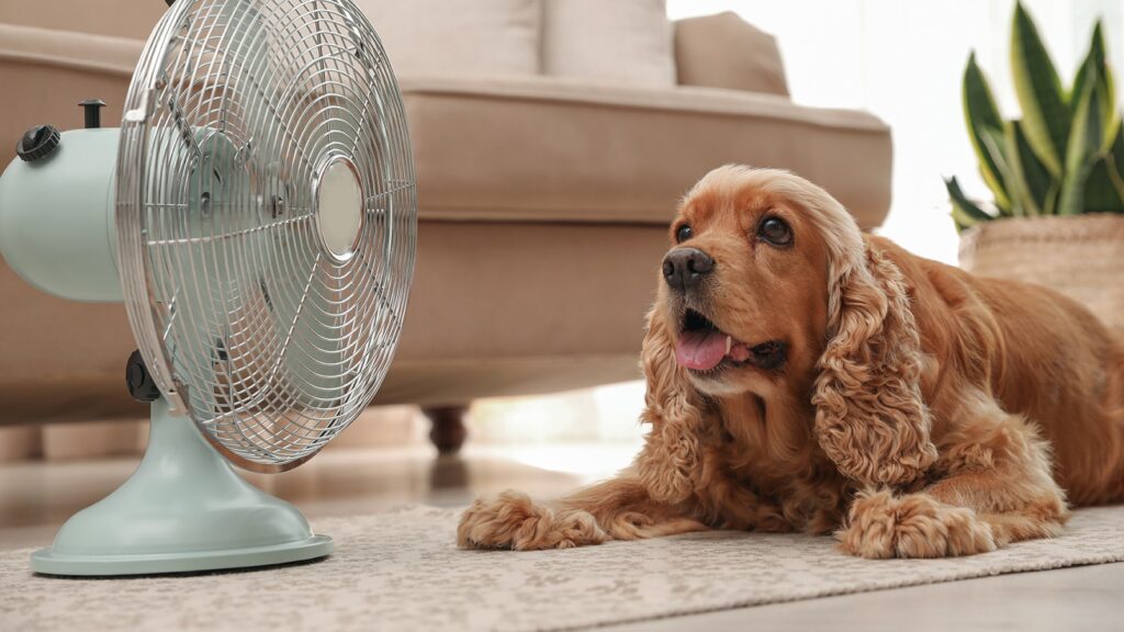 signs of overheating in dogs: dog panting in front of fan